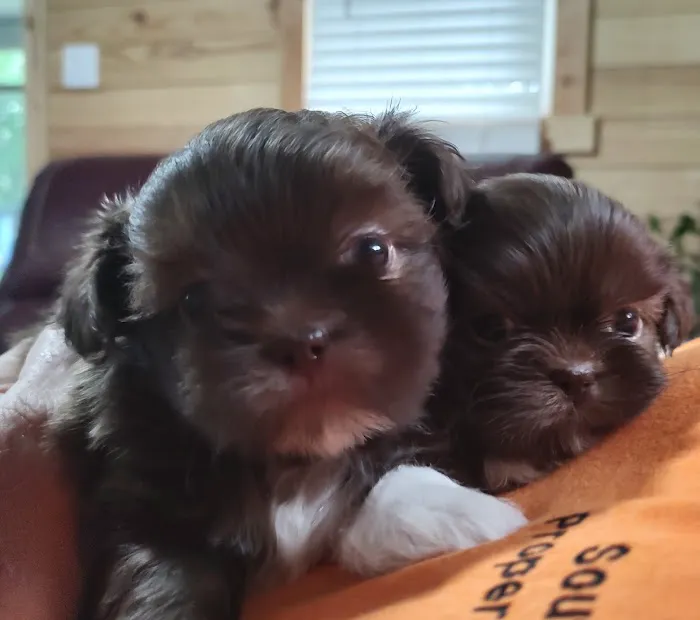Mark's AKC Shih Tzu Picture 9