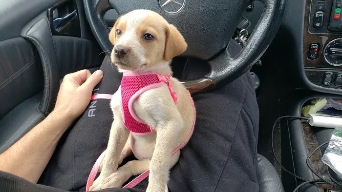 Dutchess County Animal Hospital Picture 1