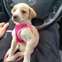 Dutchess County Animal Hospital ico