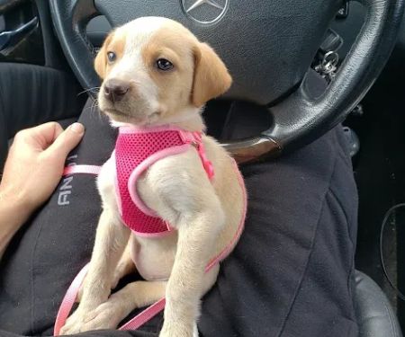 Dutchess County Animal Hospital