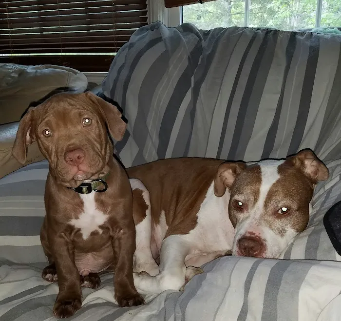 Dutchess County Animal Hospital Picture 7