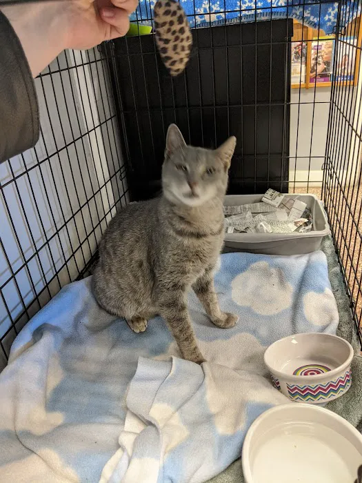Dutchess County Animal Hospital Picture 3