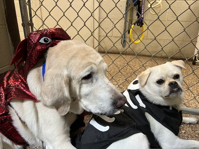 Dutchess County Animal Hospital Picture 4