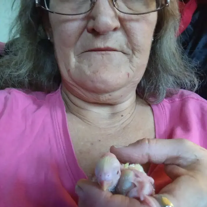 Sherry's Handfed Bird Babies Picture 1