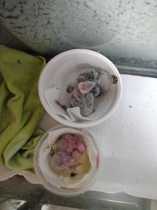 Sherry's Handfed Bird Babies Picture 4