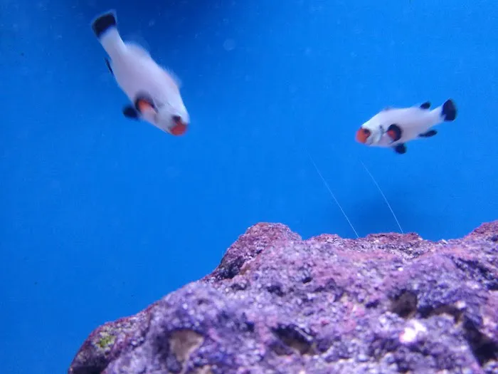 Fort Wagg Pet Store Picture 5