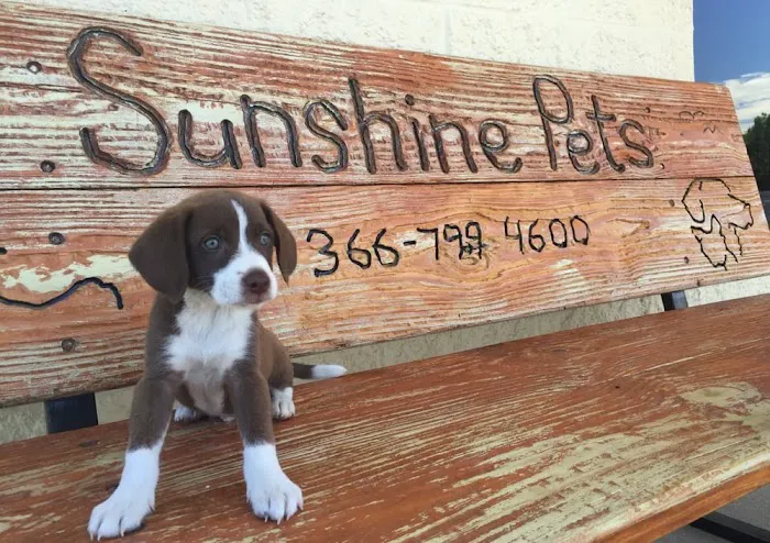 Sunshine Pets Picture 5