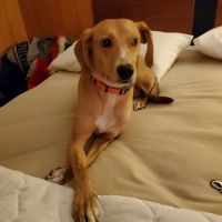 Valley Veterinary Hospital ico