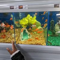 Pet Supermarket ico