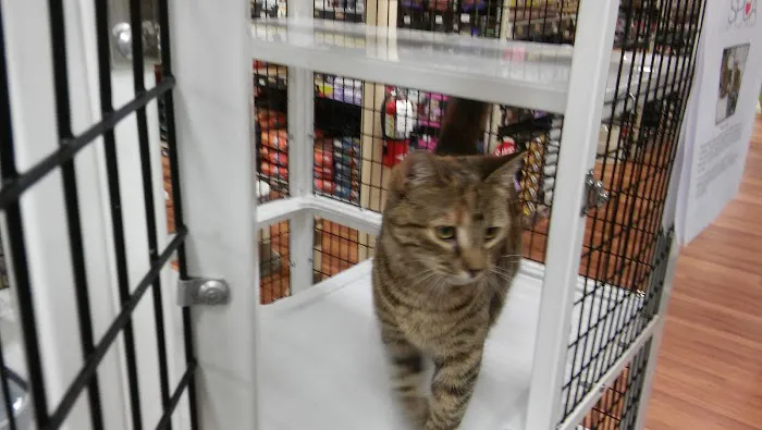 Pet Supermarket Picture 3