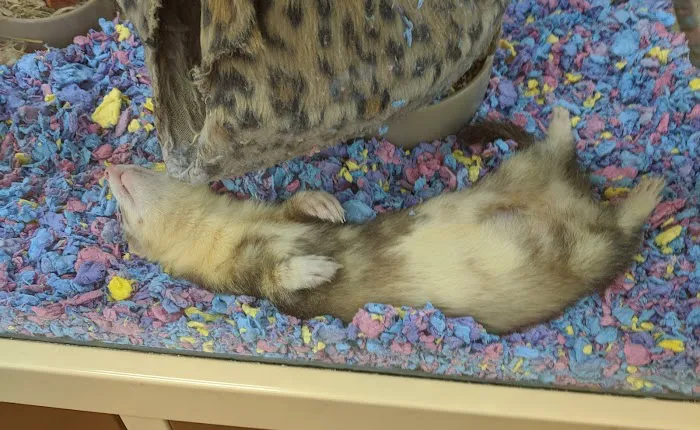 Pet Supermarket Picture 8