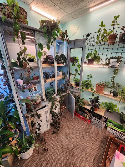 archdale fish & plants Picture 3