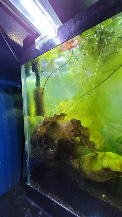 archdale fish & plants Picture 6