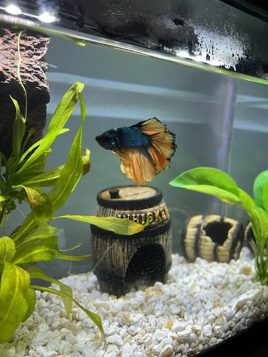 archdale fish & plants Picture 2