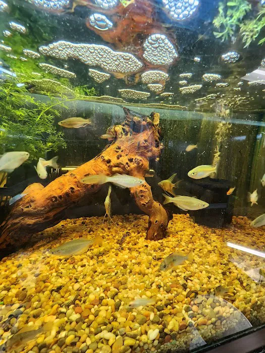 archdale fish & plants Picture 7