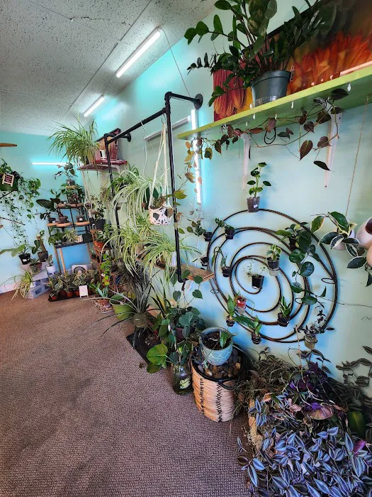 archdale fish & plants Picture 4