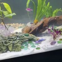 archdale fish & plants ico
