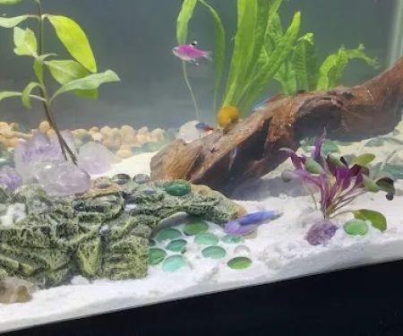archdale fish & plants