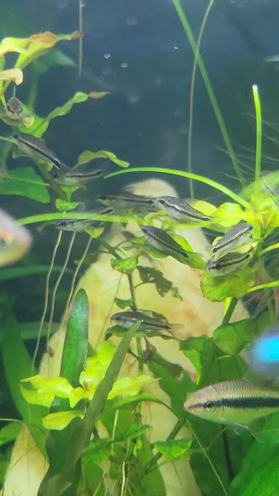 archdale fish & plants Picture 5