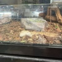 Pet Barn ico