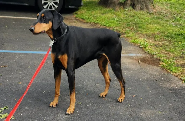Wappingers Animal Hospital Picture 5