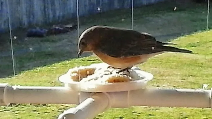 CHRIS'S BIRD FEEDERS AND SQUIRREL RESISTANT POLES Picture 1
