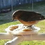 CHRIS'S BIRD FEEDERS AND SQUIRREL RESISTANT POLES
