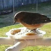 CHRIS'S BIRD FEEDERS AND SQUIRREL RESISTANT POLES ico