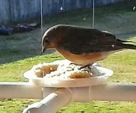 CHRIS'S BIRD FEEDERS AND SQUIRREL RESISTANT POLES