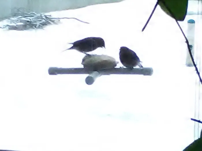 CHRIS'S BIRD FEEDERS AND SQUIRREL RESISTANT POLES Picture 5