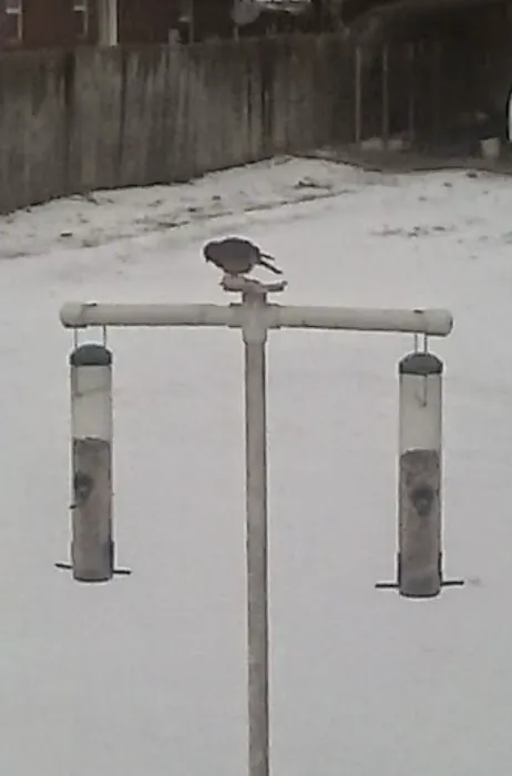 CHRIS'S BIRD FEEDERS AND SQUIRREL RESISTANT POLES Picture 4