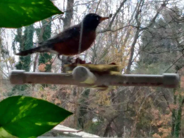CHRIS'S BIRD FEEDERS AND SQUIRREL RESISTANT POLES Picture 3