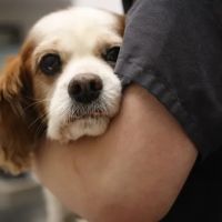 South Putnam Animal Hospital ico