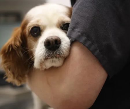 South Putnam Animal Hospital