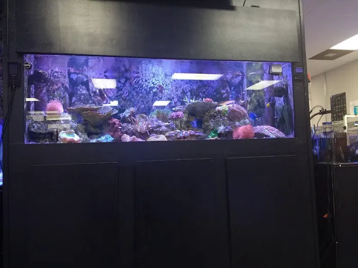 Triad Reef Critters Picture 3