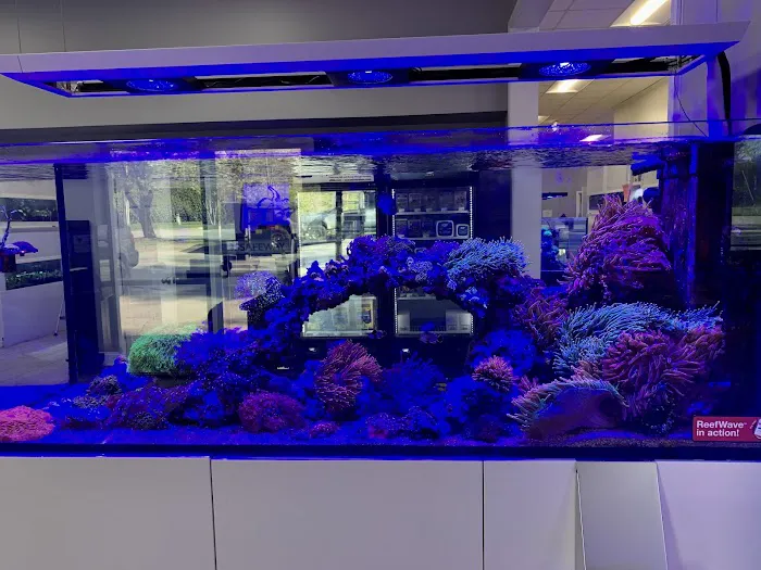 Triad Reef Critters Picture 2
