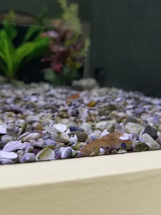 Triad Reef Critters Picture 4