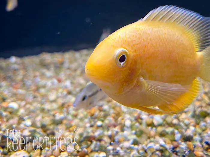 Triad Reef Critters Picture 9