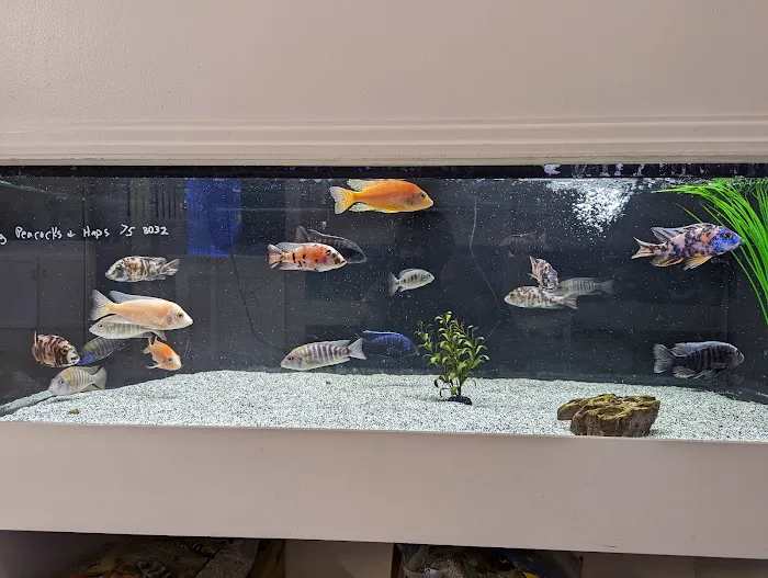 Triad Reef Critters Picture 8