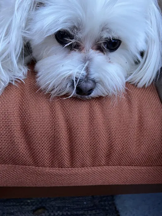 Yorktown Animal Hospital Picture 2