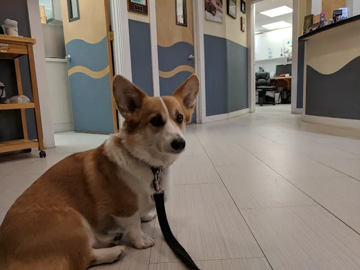 Yorktown Animal Hospital Picture 8