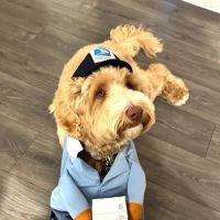 Heights Hospital For Animals ico