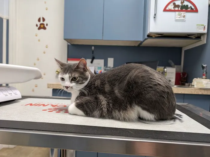 Heights Hospital For Animals Picture 6