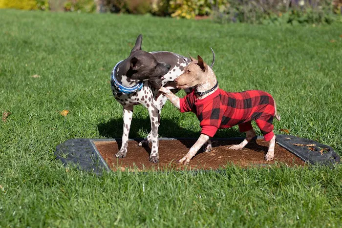 Yorktown Veterinary Associates Picture 4