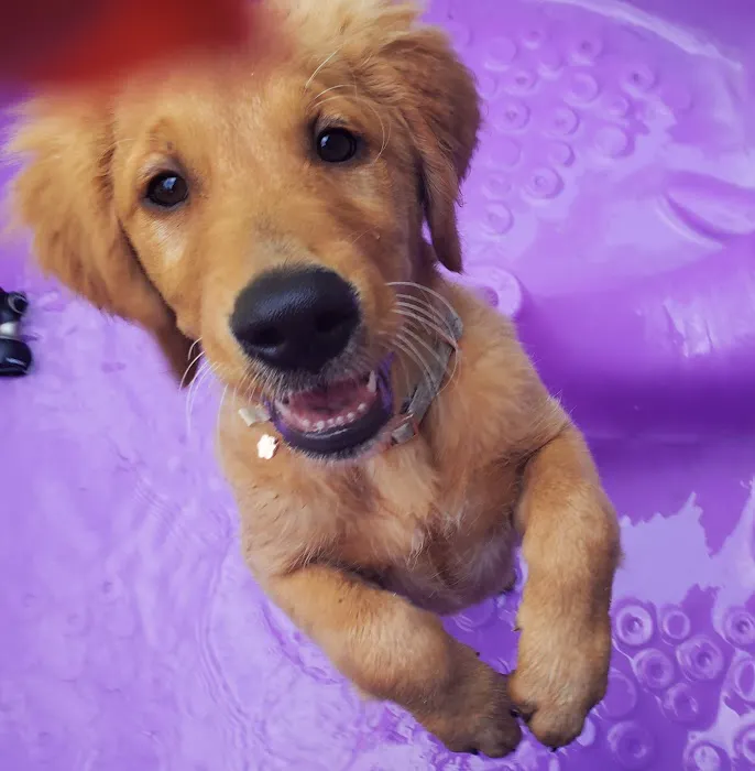 Mahopac Animal Hospital Picture 1