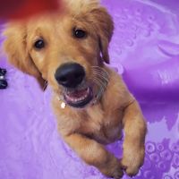 Mahopac Animal Hospital ico