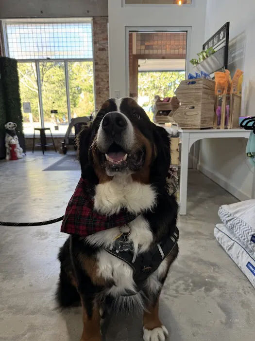 Urban Pet Company, LLC Picture 4