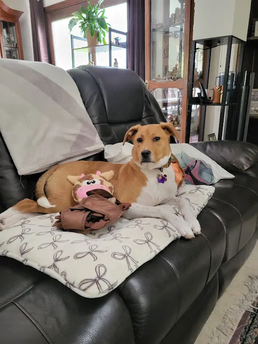 Urban Pet Company, LLC Picture 1