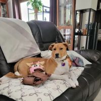 Urban Pet Company, LLC ico