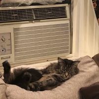 Lincolndale Veterinary Center ico